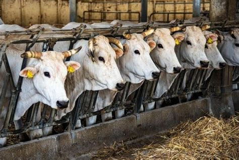 what are factory farmed cows fed
